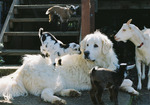 Акбаш и животные на ферме