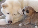 Собаки акита-ину - мама и щенки