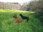 Собака Алано на фоне крепости