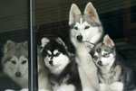 Семейство собак породы аляскинский кли-кай
