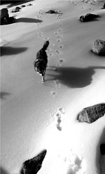 Аляскинский кли-кай идет по снегу