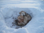 Аляскинский маламут и щенки в снегу