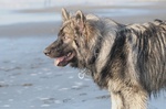 Американская эльзасская собака на фоне моря