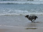 Австралийская короткохвостая пастушья собака бежит в воде