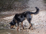 Собака босерон у реки