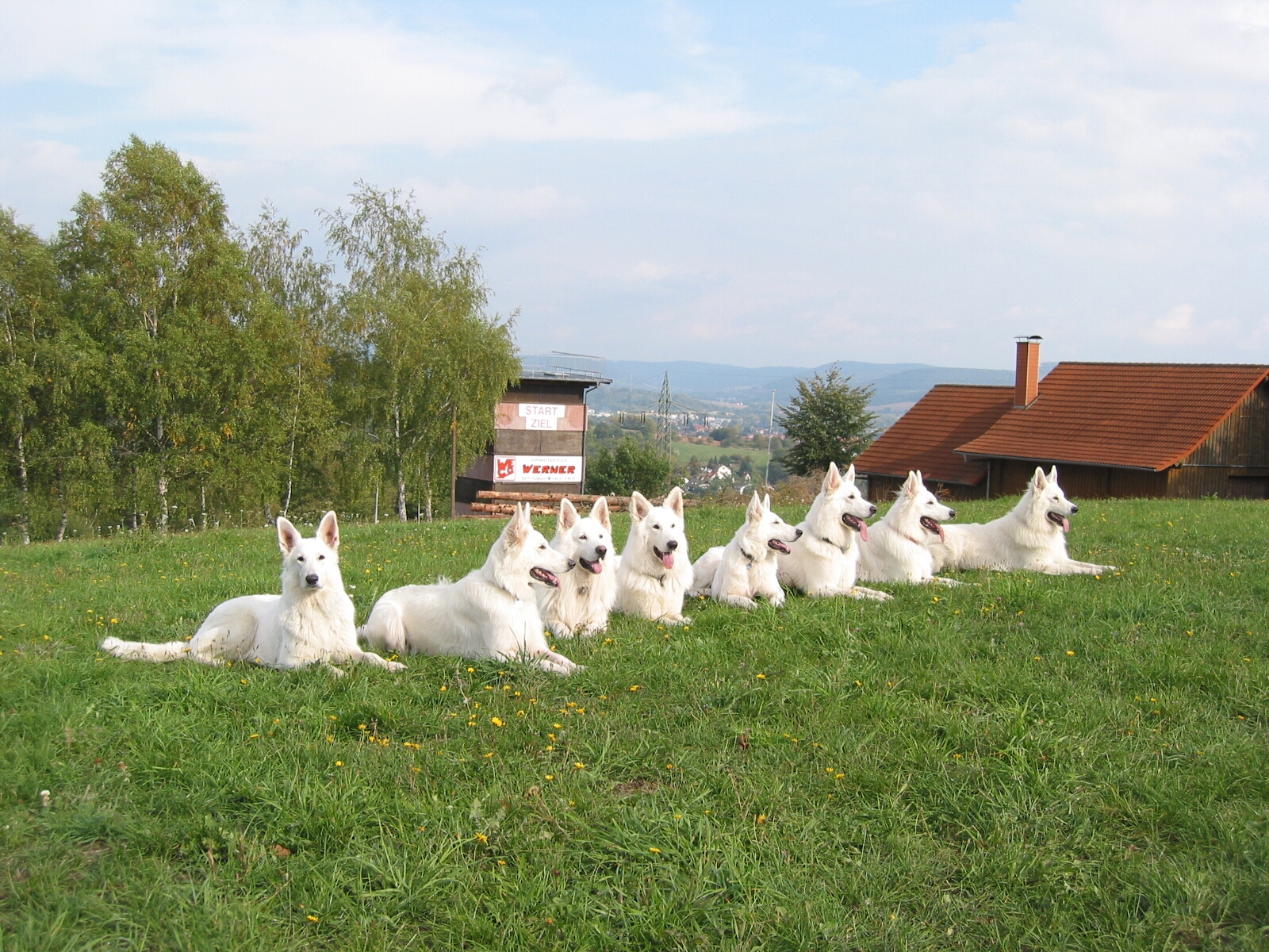 Белая швейцарская овчарка фото