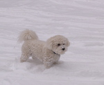 Собака бишон фризе на снегу