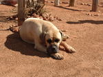 Собака бурбуль в пустыне