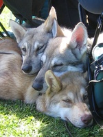 Симпатичные волчьи собаки Сарлоса