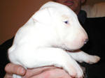 Симпатичный щенок белого бультерьера