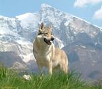 Чехословацкая волчья собака на природе