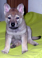 Щенок чехословацкой волчьей собаки