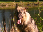 Мокрая американская эльзасская собака