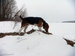 Эстонская гончая в снегу