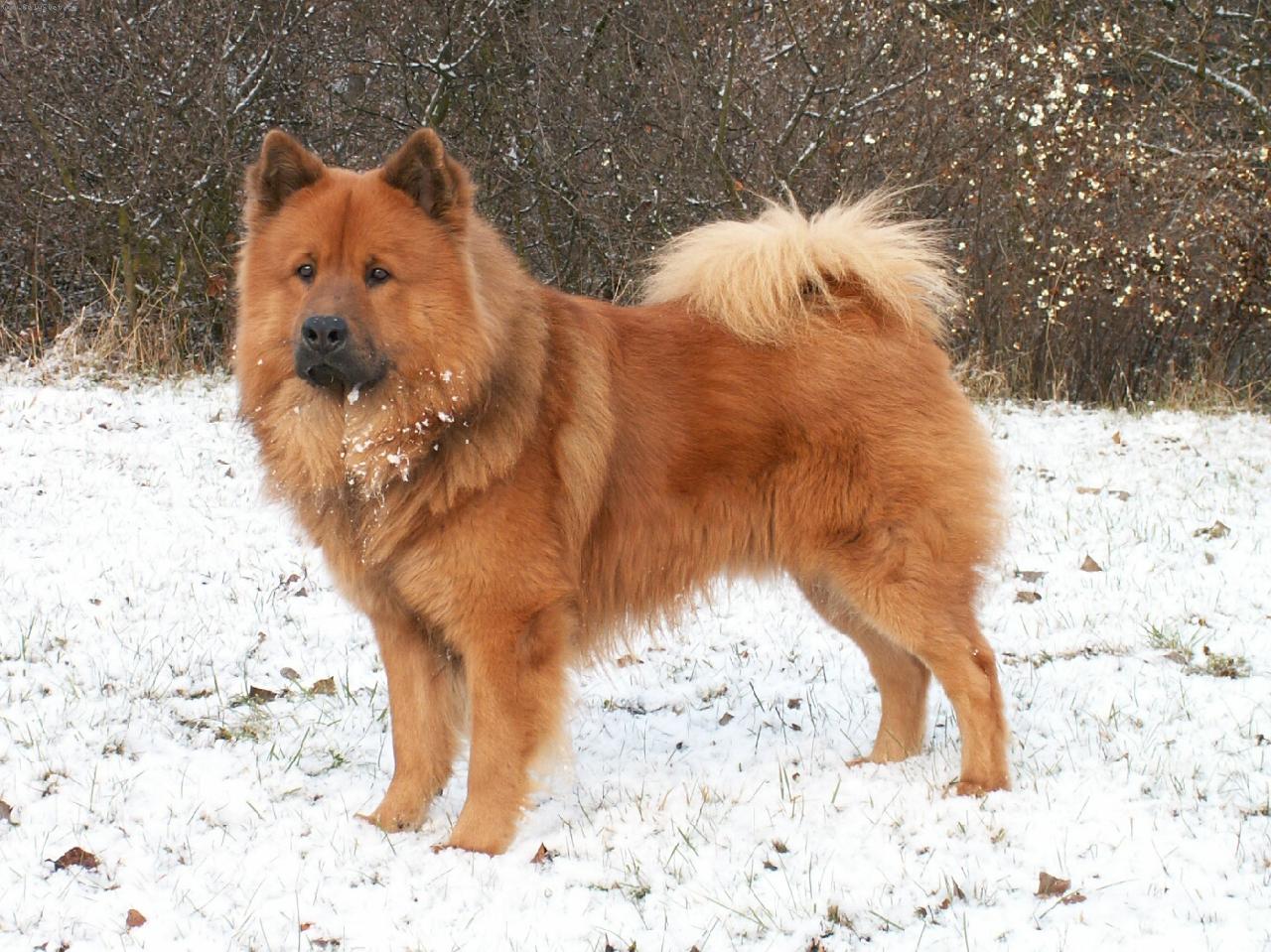 http://ru.dogwallpapers.net/wallpapers/eurasier-dog-on-the-snow-photo.jpg