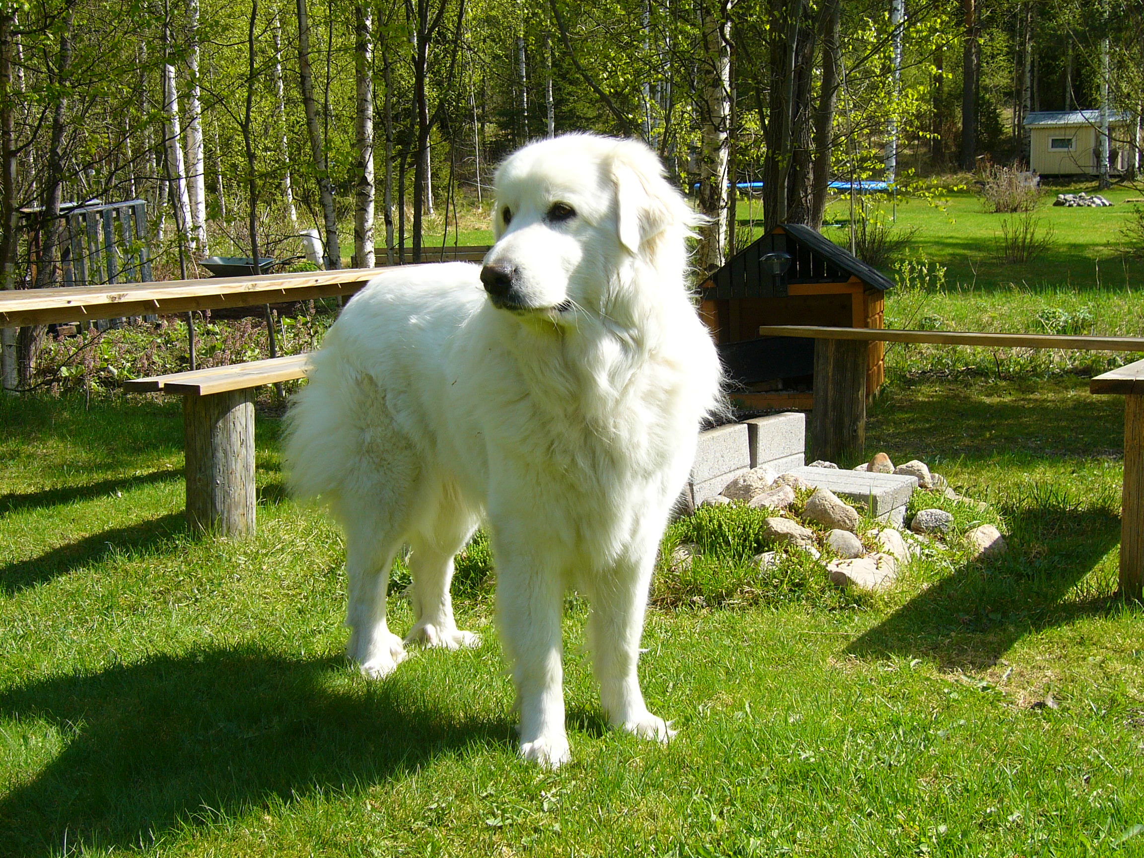 Пиренейская горная собака фото