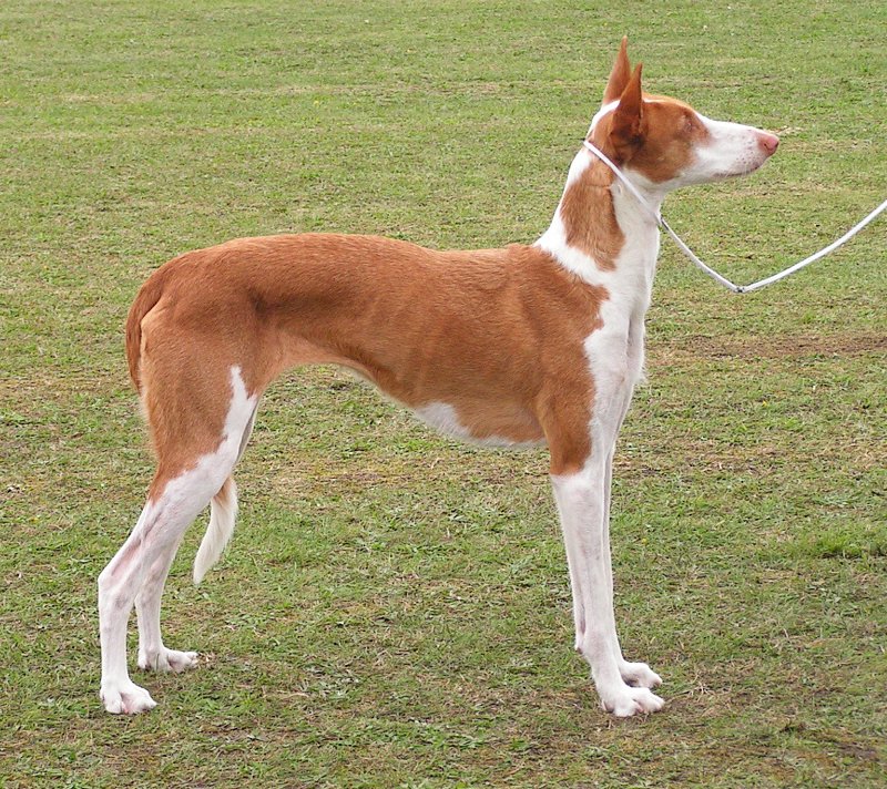 Ивисская собака фото