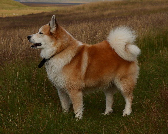 Исландская собака фото