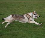 Чехословацкая волчья собака прыгает