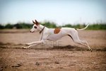 Ивисская собака прыгает