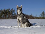 Собака емтхунд в снегу