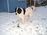 Собака ландсир в снегу