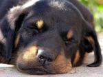 Сонный щенок босерон