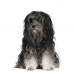 Портрет собаки лион-бишон