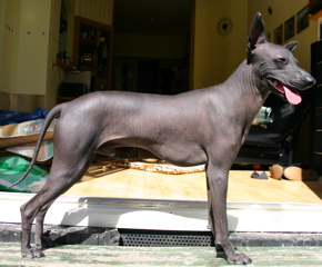 Перуанская голая собака фото