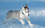Канадская эскимосская собака бежит
