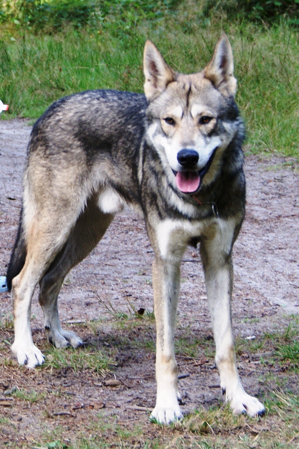 Волчья собака Сарлоса фото
