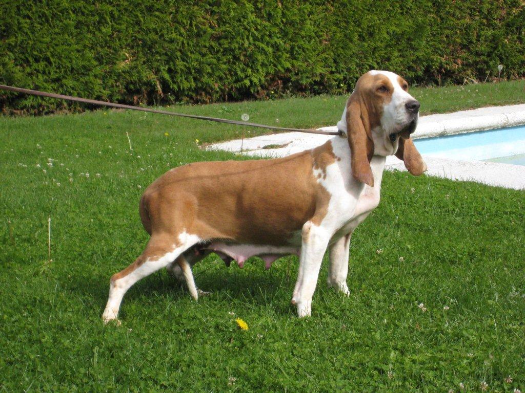 испанская гончая собака фото