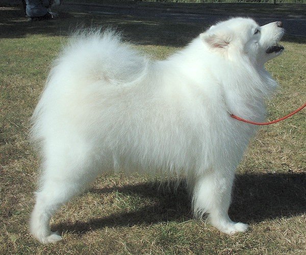 Самоедская собака фото
