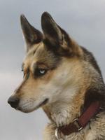 Портрет сеппальской ездовой собаки