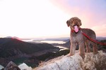 Испанская водяная собака на закате