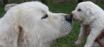 Нежная пиренейская горная собака с детенышем