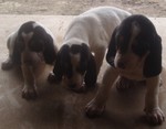 Три милых щенка гасконского сентонжуа