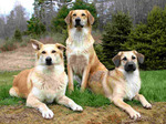 Три очаровательные собаки чинук