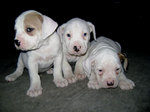 Три прекрасных щенка гватемальского бультерьера