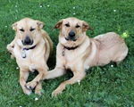 Две собаки чинук