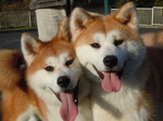 Две милые собаки акита-ину