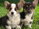 Две собаки ланкаширский хилер
