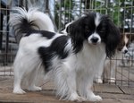 Черно-белая собака фален